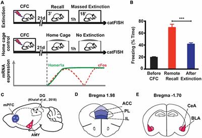 Reactivation of Recall-Induced Neurons in the Infralimbic Cortex and the Basolateral Amygdala After Remote Fear Memory Attenuation